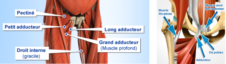 Adducteurs Et Abdominaux 3685